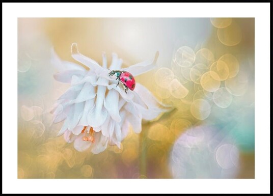 LADY Plakat Plakat / 21x30cm LADY Plakat Plakat / 21x30cm