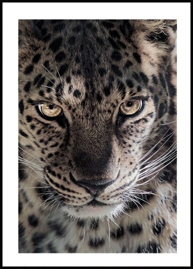 Leopard Plakat Plakat / 30x40cm