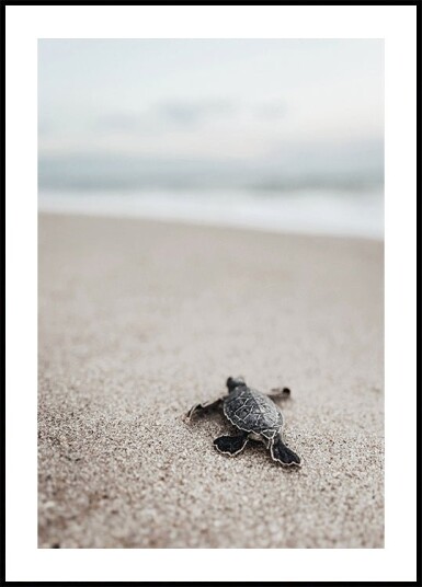 Baby Turtle Journey Plakat Plakat / 100x150cm Baby Turtle Journey Plakat Plakat / 100x150cm