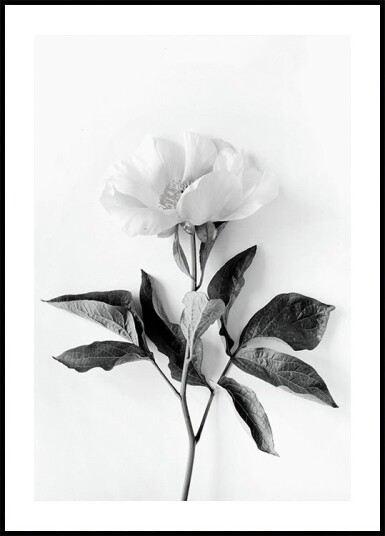 Peony B&W Plakat Plakat / 100x150cm