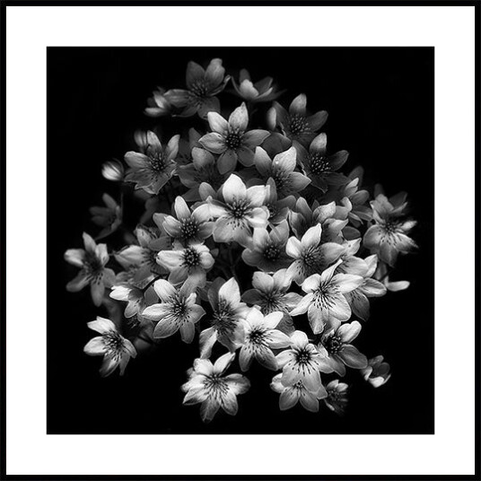Early Sensation Plakat Plakat / 40x40cm