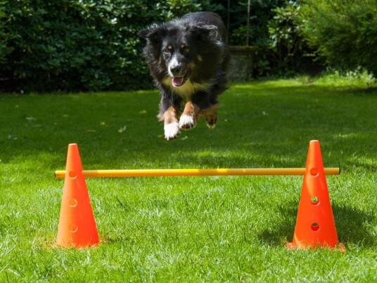 Kjegle Agility Modul 38Cm