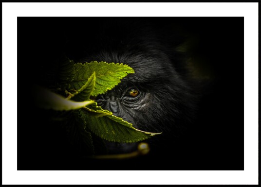 Mysterious Gorilla Gaze Plakat / 70x100