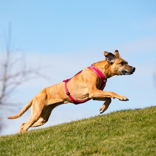 Curli Belka Comfort Harness Hundesele Rød (5 Størrelser)