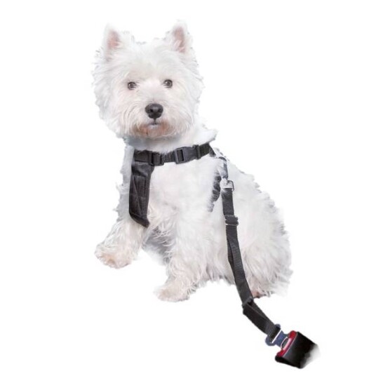 Bilsele Og Sikkerhetsbelte Til Hund I Bil