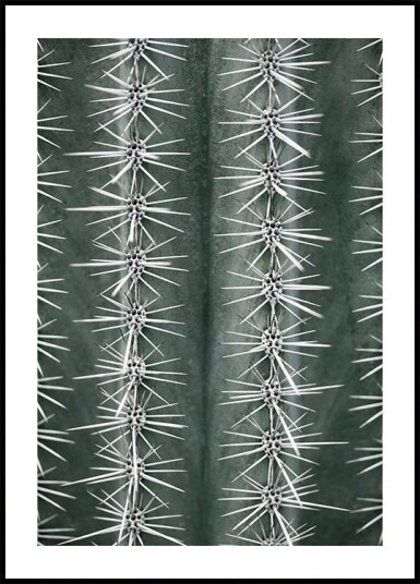 Pictufy Studio Iii Cactus green Plakat Plakat / 40x50cm Pictufy Studio Iii Cactus green Plakat Plakat / 40x50cm