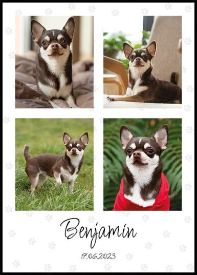 Pet Photo Collage Personal Plakat Plakat / 70x100cm Pet Photo Collage Personal Plakat Plakat / 70x100cm
