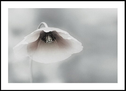 Ephemeral Beauty Plakat / 100x150cm