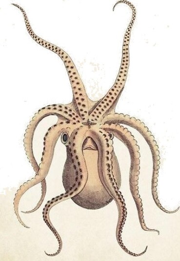 St383 B6 Carnet + Konvolutt Octopus St383 B6 Carnet + Konvolutt Octopus