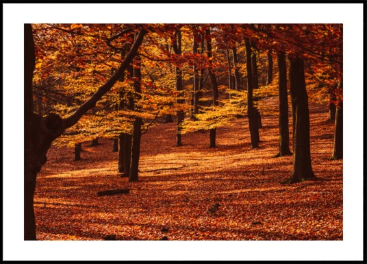 Golden Autumn Forest Plakat / 100x150