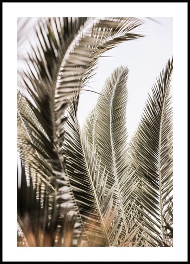 Whispers of Palms Plakat / 30x40cm