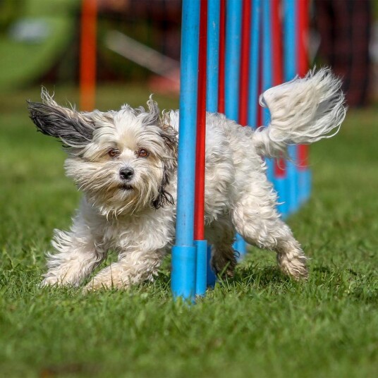 Agility for hunder Seesaw Agility for hunder Seesaw