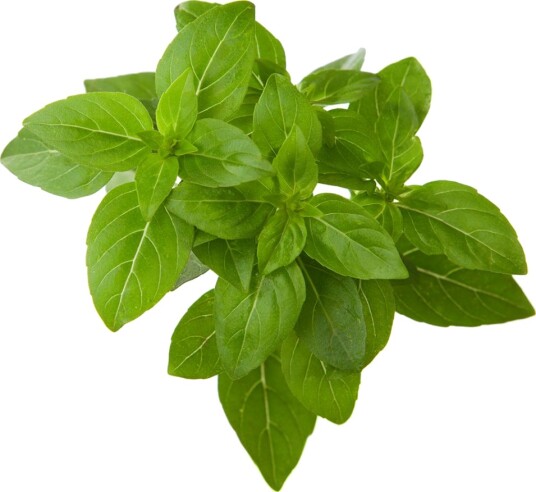 Click and Grow Smart Garden Refill 3-pack Dwarf Basil SGR21X3 Click and Grow Smart Garden Refill 3-pack Dwarf Basil SGR21X3