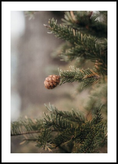 Pine Cones Plakat Plakat / 30x40cm