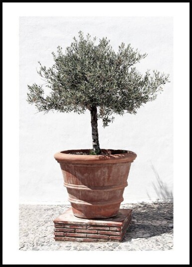 Olive Tree In Vintage Terracotta Plakat Plakat / 100x150cm