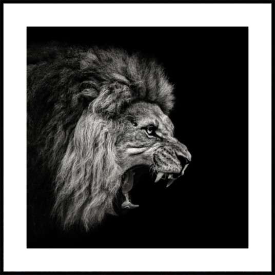 Fierce Roaring Lion Plakat / 70x70