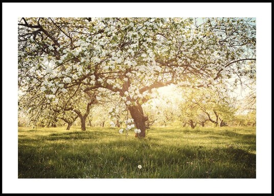 Blooming Cherry Orchard Plakat Plakat / 100x150cm