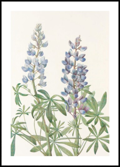 Sundial Lupine From North American Wildflowers 1925 By Mary Vaux Walcott Plakat / 50x70 Sundial Lupine From North American Wildflowers 1925 By Mary Vaux Walcott Plakat / 50x70