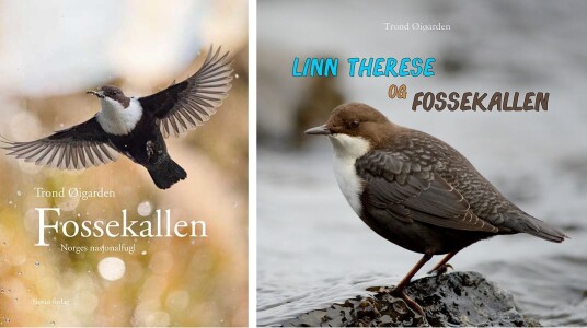 Fossekallen Norges nasjonalfugl & Linn Therese og fossekallen