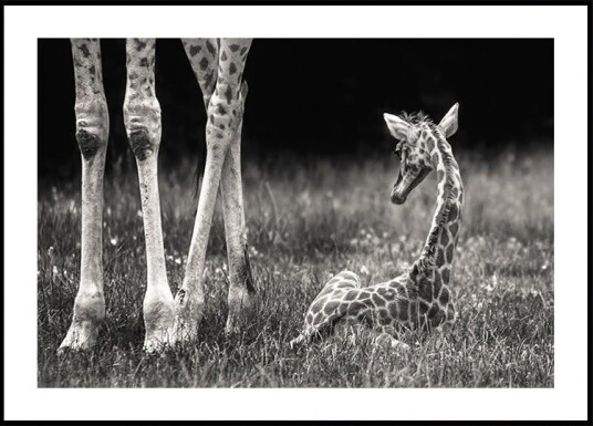 well protected Plakat / 30x40cm well protected Plakat / 30x40cm
