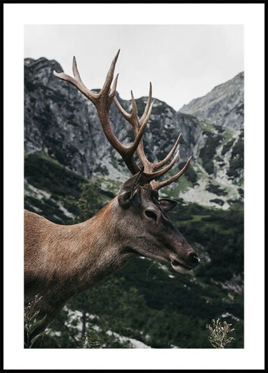 Deer in Profile Plakat Plakat / 50x70cm Deer in Profile Plakat Plakat / 50x70cm