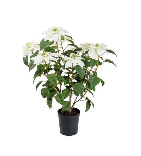 Mr Plant Julestjerne 70 cm Hvit Mr Plant Julestjerne 70 cm Hvit