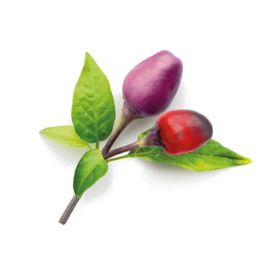 Click and Grow Smart Garden Refill 3-pakke - Lilla Chilipepper Click and Grow Smart Garden Refill 3-pakke - Lilla Chilipepper
