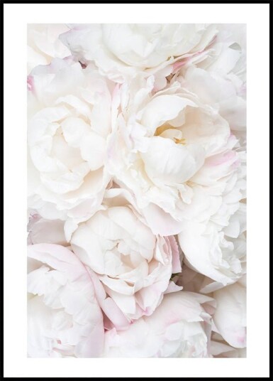 White Peonies Plakat Plakat / 70x100cm