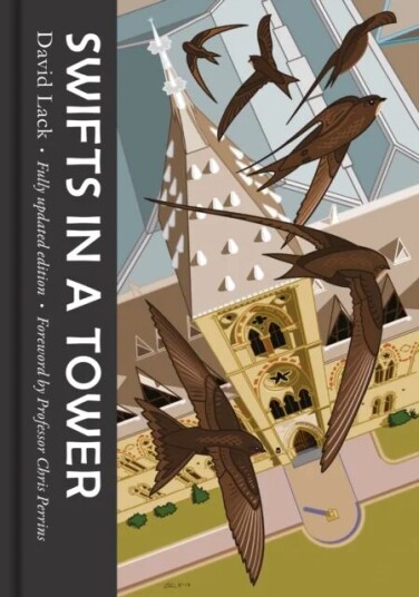 Swifts In A Tower Av David Lack Swifts In A Tower Av David Lack