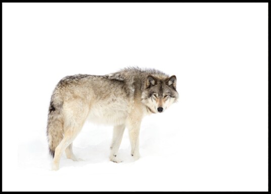 Watchful Winter Wolf Plakat / 21x30
