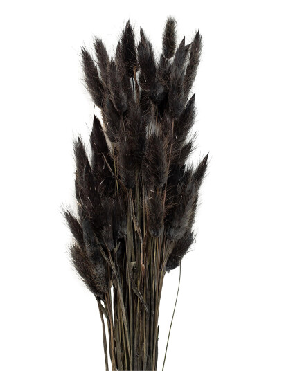 Cooee Design Dried  Flowers Lagurus Ash   Black   ONE SIZE