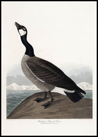 Hutchins's Barnacle Goose From Birds of America 1827 Plakat Plakat / 21x30cm
