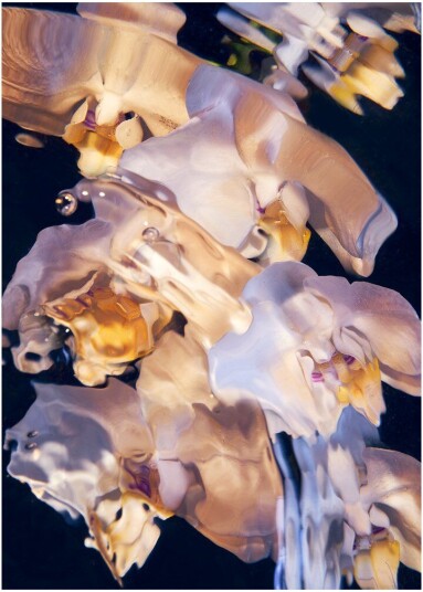 Paper Collective Flora Aquatica 01 poster 30x40 cm Paper Collective Flora Aquatica 01 poster 30x40 cm