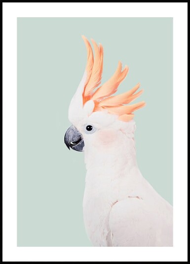Kathrin Pienaar Cockatoo Plakat / 21x30cm Kathrin Pienaar Cockatoo Plakat / 21x30cm