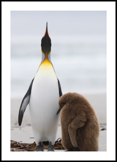 Penguin Family on Beach Plakat / 50x70