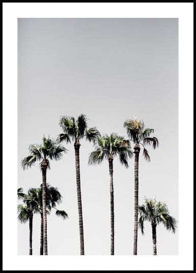 Palm Trees 5 Poster Plakat / 21x30cm