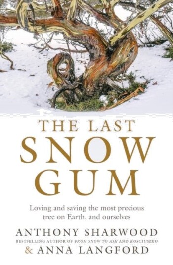 The Last Snow Gum
