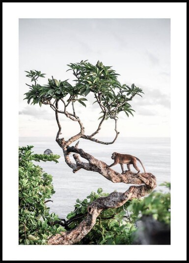 Monkey in Tree Plakat Plakat / 30x40cm