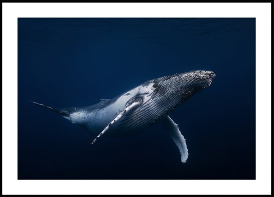 Humpback whale in blue Poster Plakat / 21x30cm
