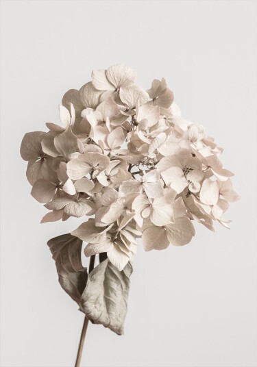 Beige dried flower Poster Plakat / 21x30cm
