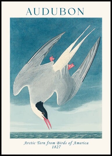 Arctic Tern from Birds of America Audubon Plakat Plakat / 21x30cm