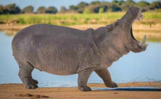 Collecta Hippopotamus