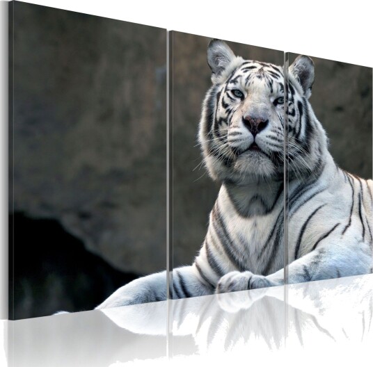 Bilde White Tiger 60x40 Artgeist sp. z o. o. Bilde White Tiger 60x40 Artgeist sp. z o. o.