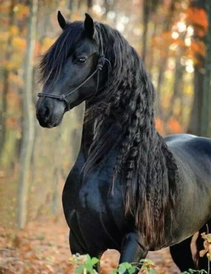 Norimpex Diamantmosaikk Sort Hest Puslespill