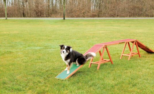 Trixie Agility Balansebom Trixie Agility Balansebom