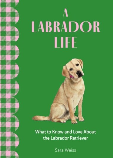 A Labrador Life What to Know and Love About the Labrador Retriever A Labrador Life What to Know and Love About the Labrador Retriever