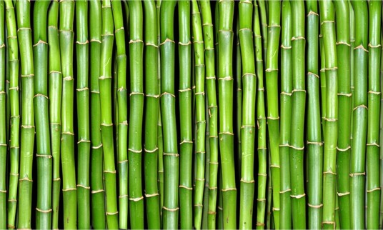 Fototapet Bamboo Wall 450x270 - Artgeist sp. z o. o.