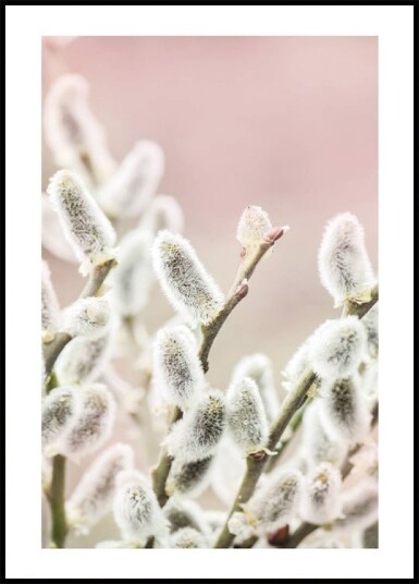 Willow Branches Plakat Plakat / 100x150cm Willow Branches Plakat Plakat / 100x150cm