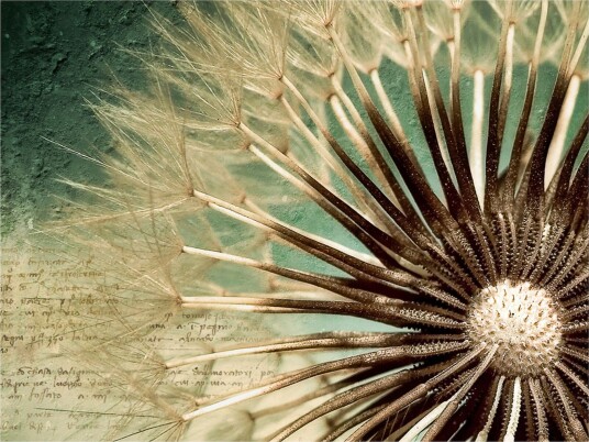 Fototapet Focus On Dandelion 300x231 - Artgeist sp. z o. o.
