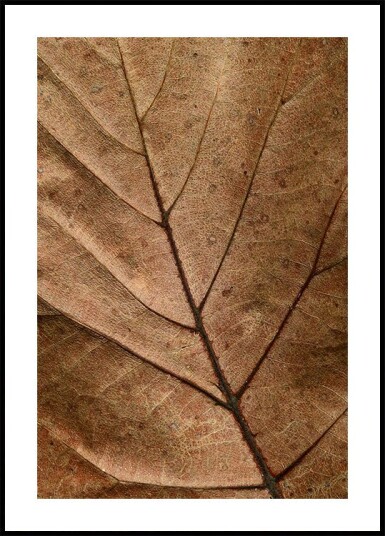 Textured Dry Leaf Plakat Plakat / 100x150cm